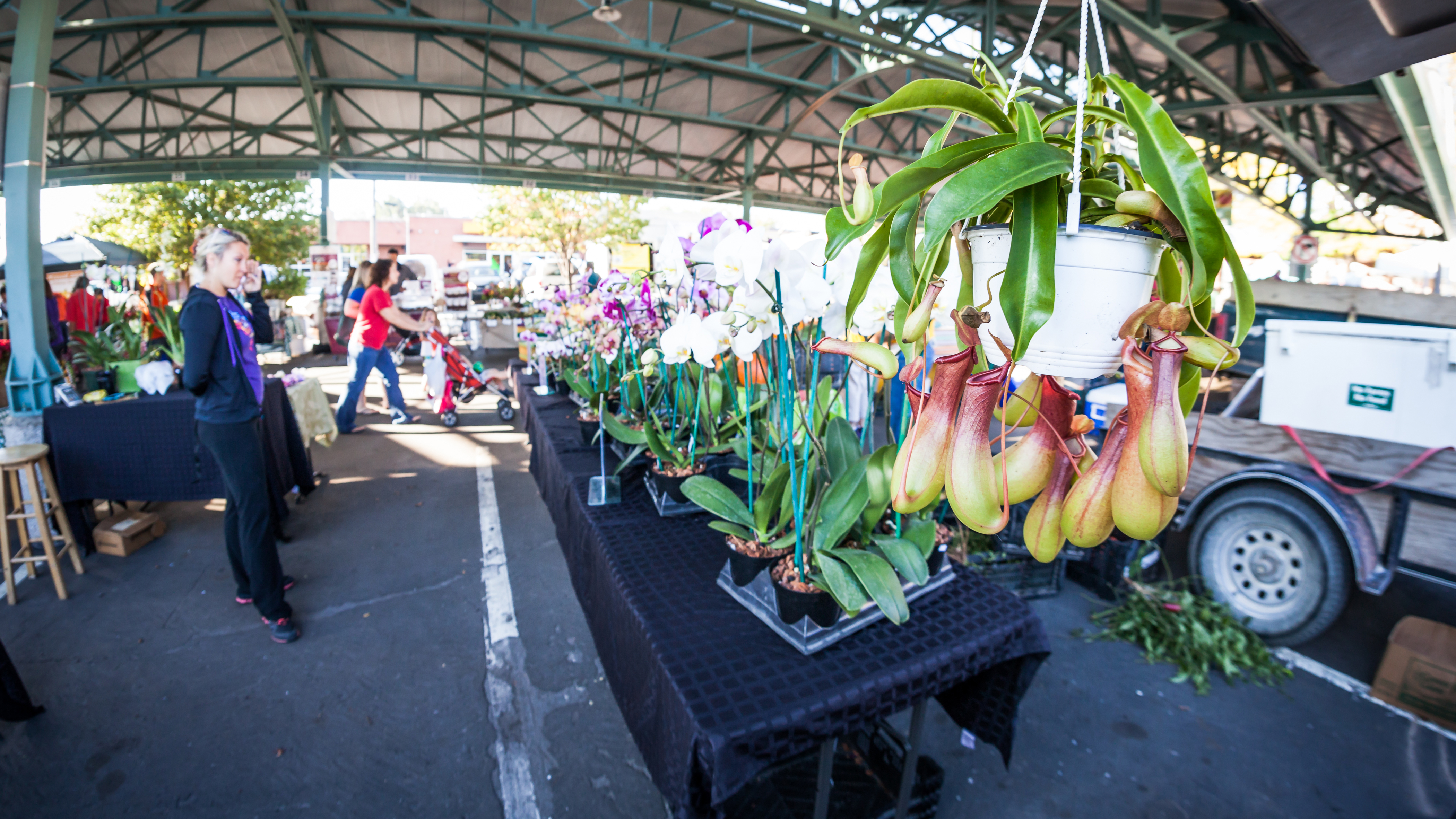 Pitcher plant hangs from overhang of Overland Park Farmers' Market pavilion while flower and plant vendor waits for customers