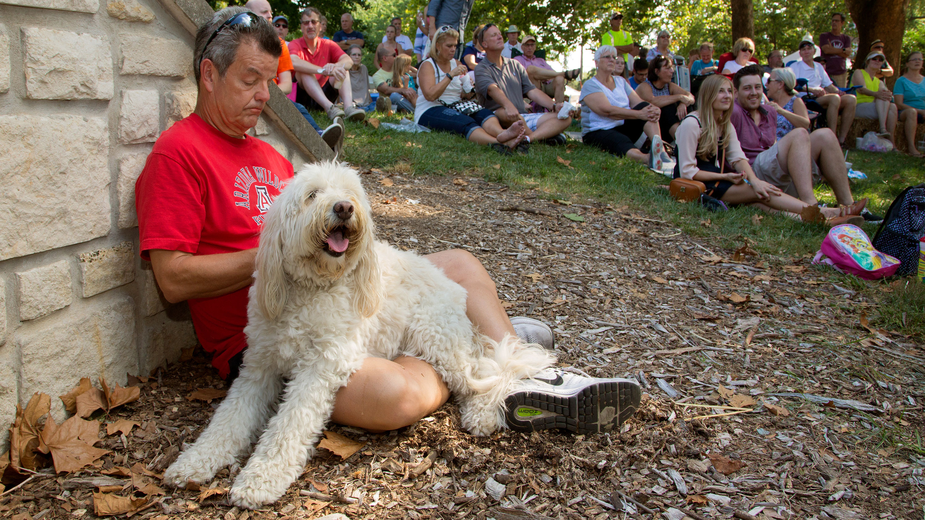 Large off-white fluffy smiling dog sits on man's lap at park while crowd watches performance in the background