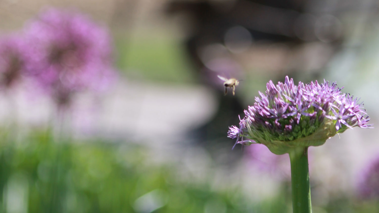 A pollinator appraoching a purple plant at Overland Park Arboretum and Botanical Garden