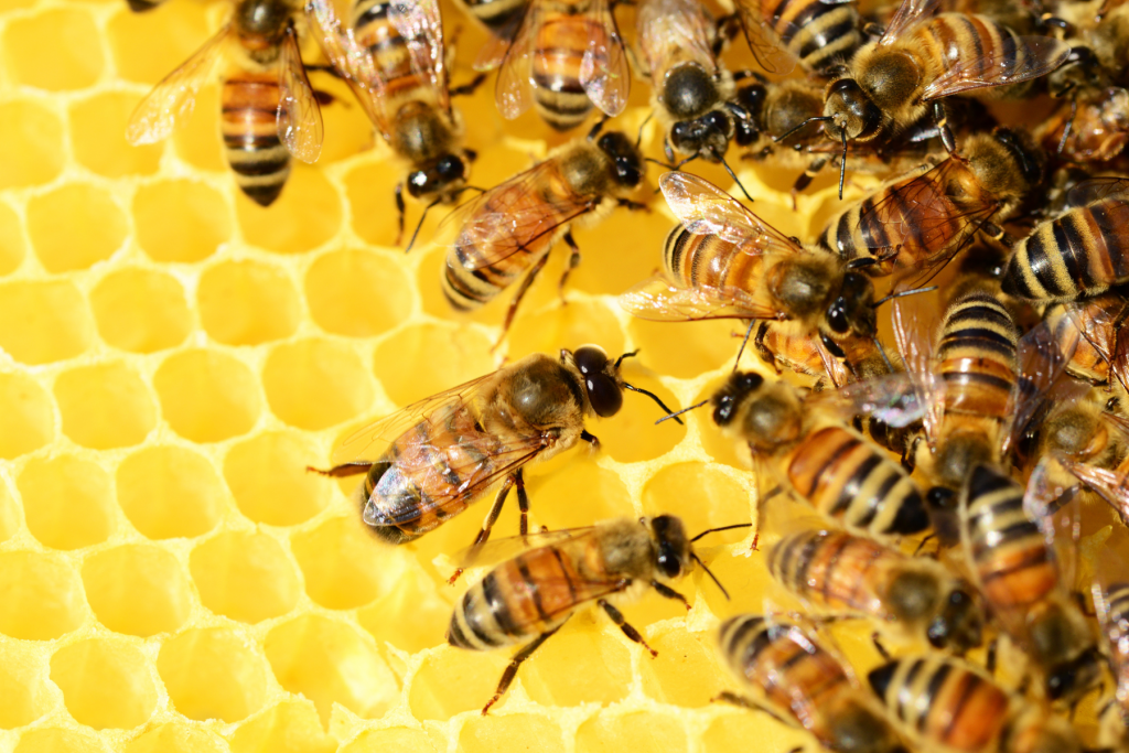 Intro to Bees + Beekeeping City of Overland Park, Kansas