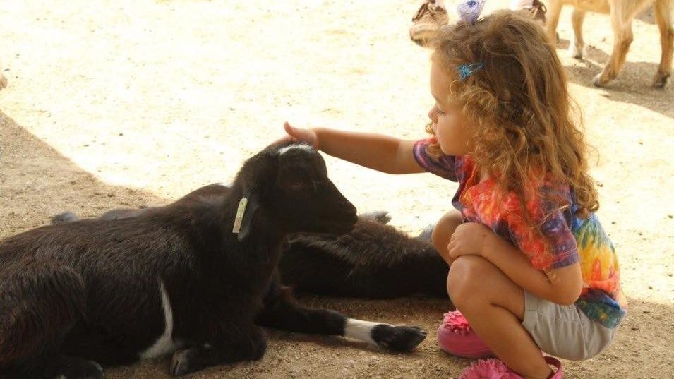Girl petting goat at Deanna Rose Children's Farmstead