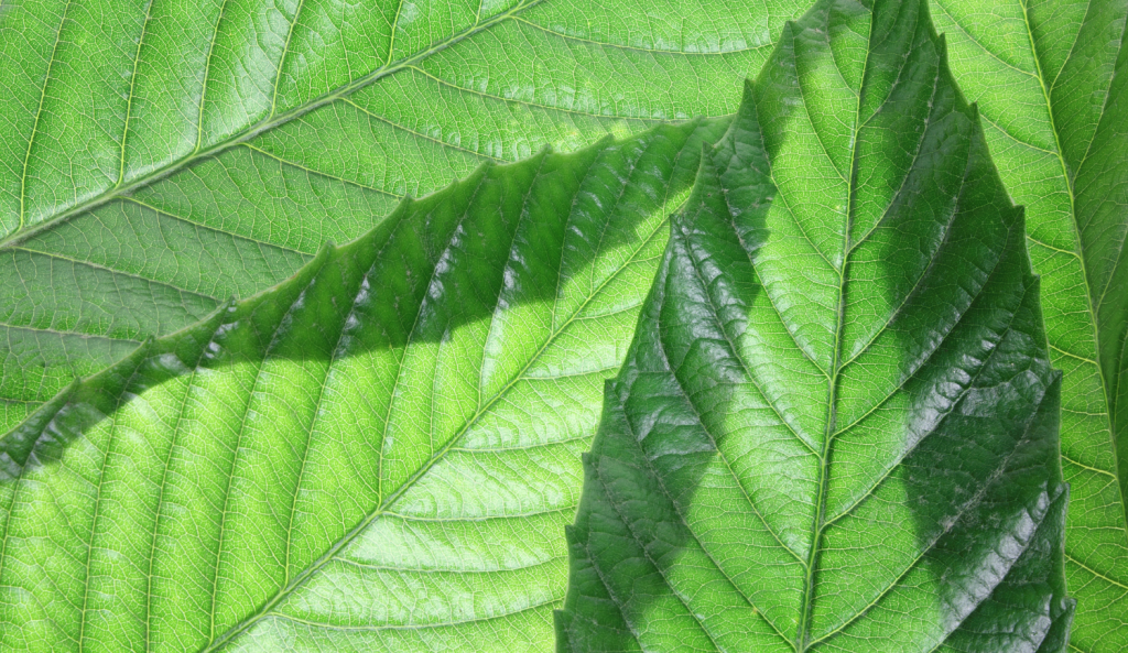 ash-tree-removal-program-city-of-overland-park-kansas