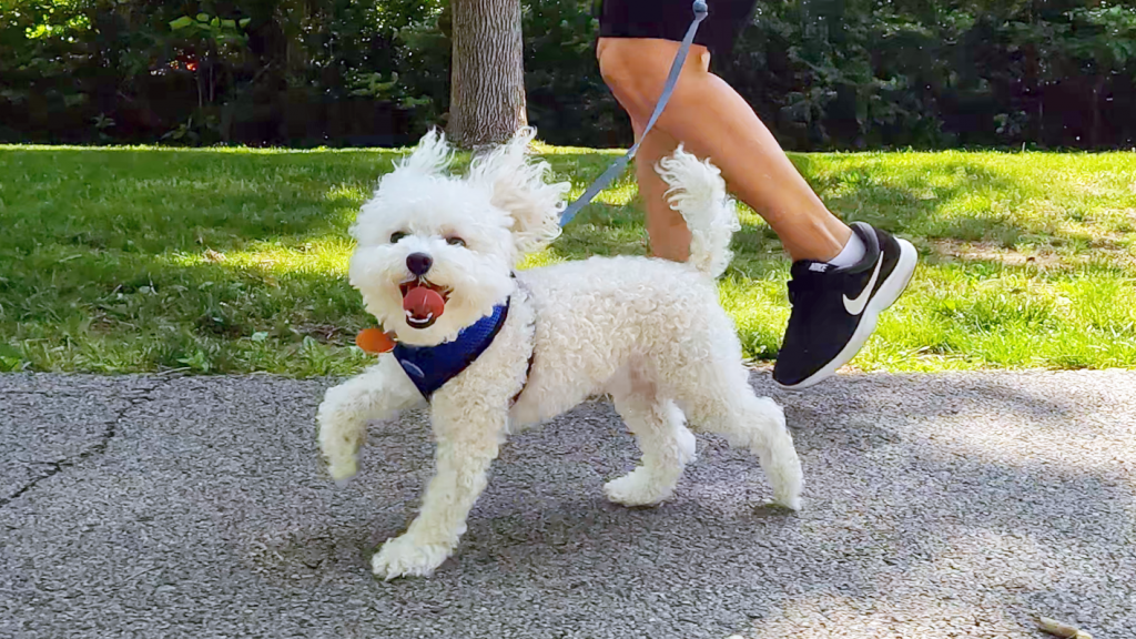 A small white dog pants as it walks with its owner on a park trail.