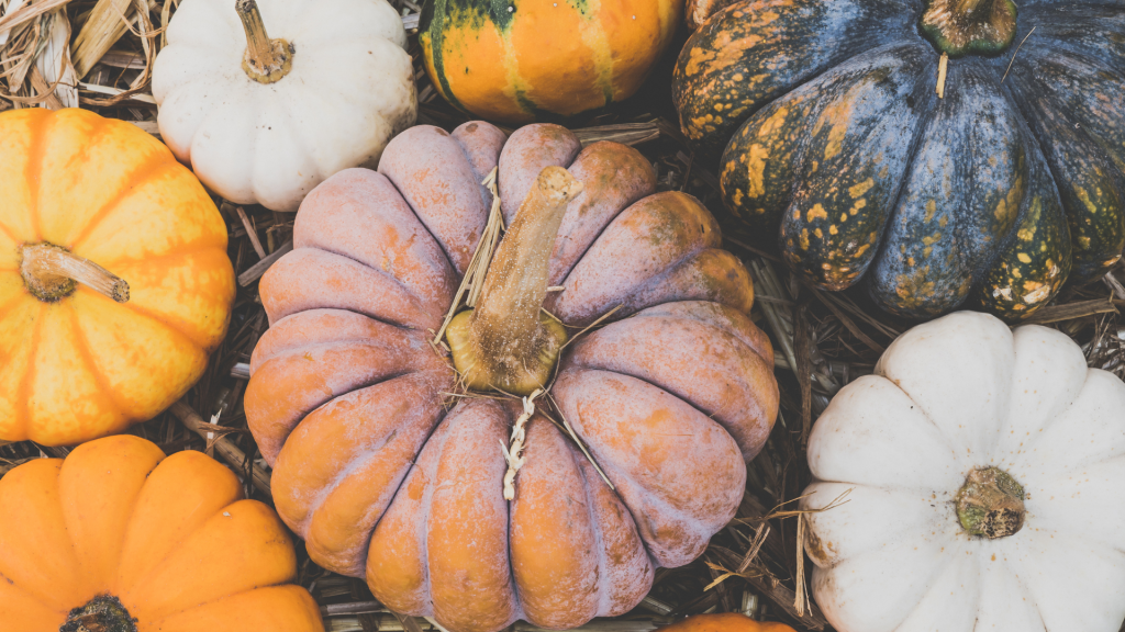 Overhead view of various sized and colored pumpkins.