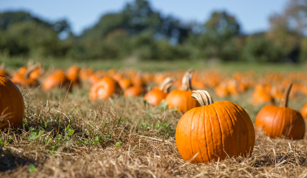 Round orange pumpkins sit in a pumpkin patch field.