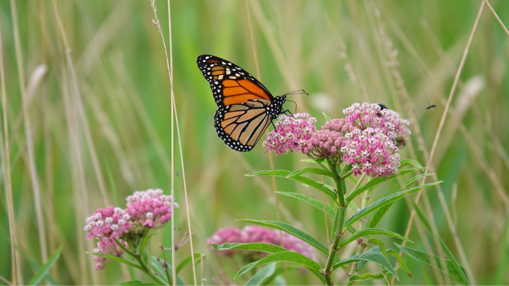 Butterfly rests on a pink flower surrounded by long strands of grass.