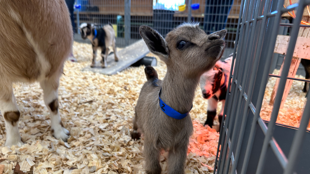 A baby goat sticks his nose in the air at the Farmstead dairy barn.