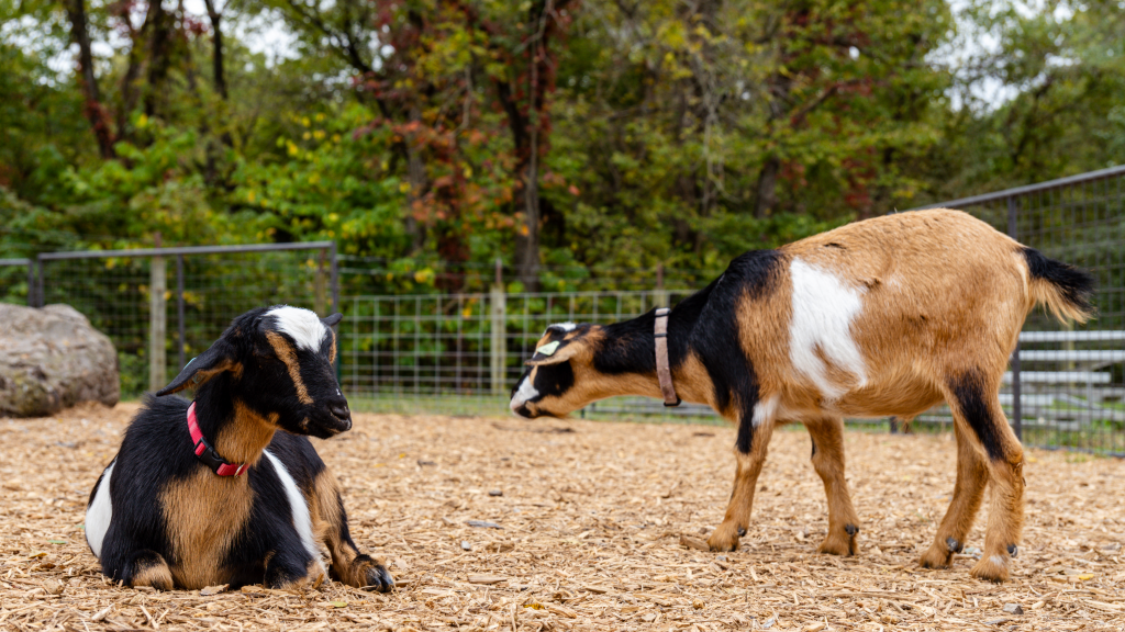 Two goats, one laying and one standing, at the additional goat enclosure at Pumpkin Hollow.