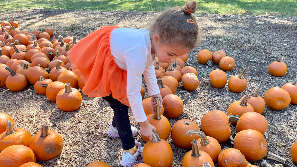 A young girl bends down to grab the stems of two pumpkins at Pumpkin Hollow.