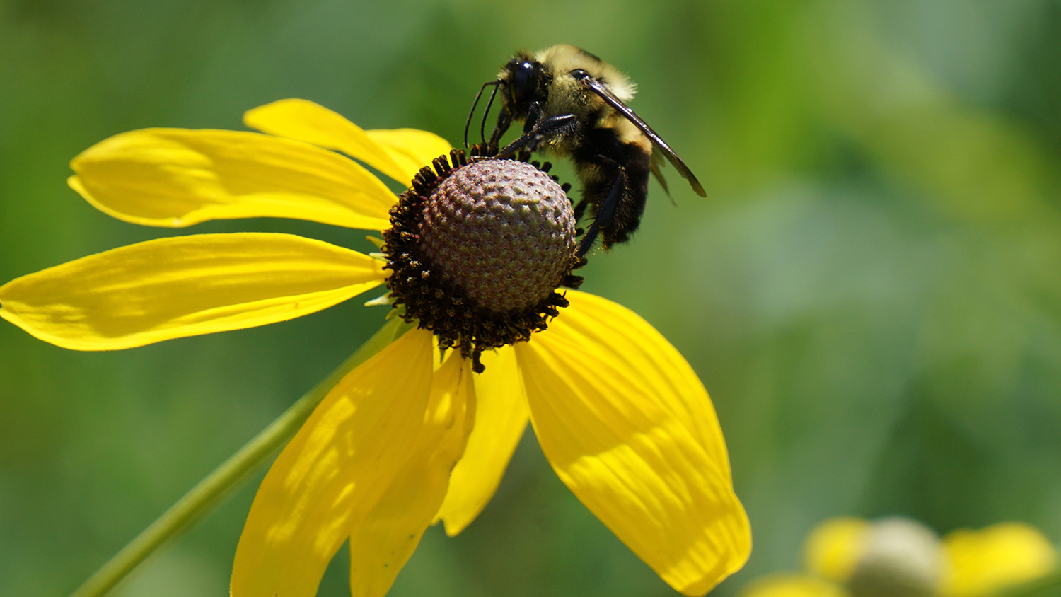 Close-up of a bee collecting pollen from a yellow flower.