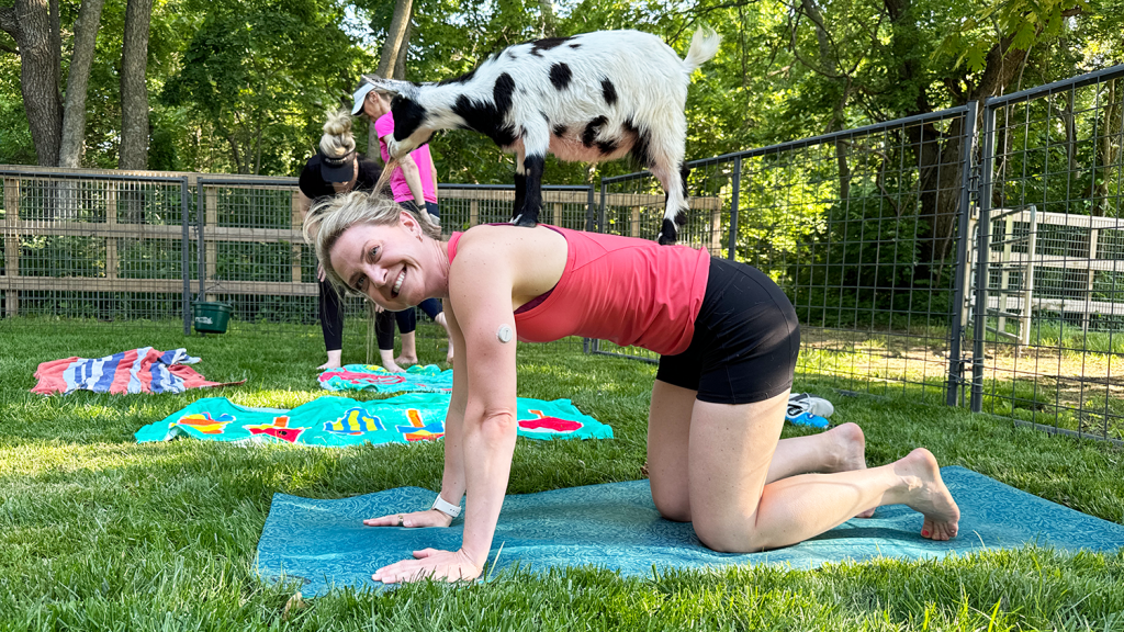 A woman does a yoga pose outside, balancing a black and white goat on her back.