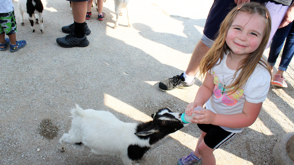 A young girl feeds a small goat with a bottle of milk.