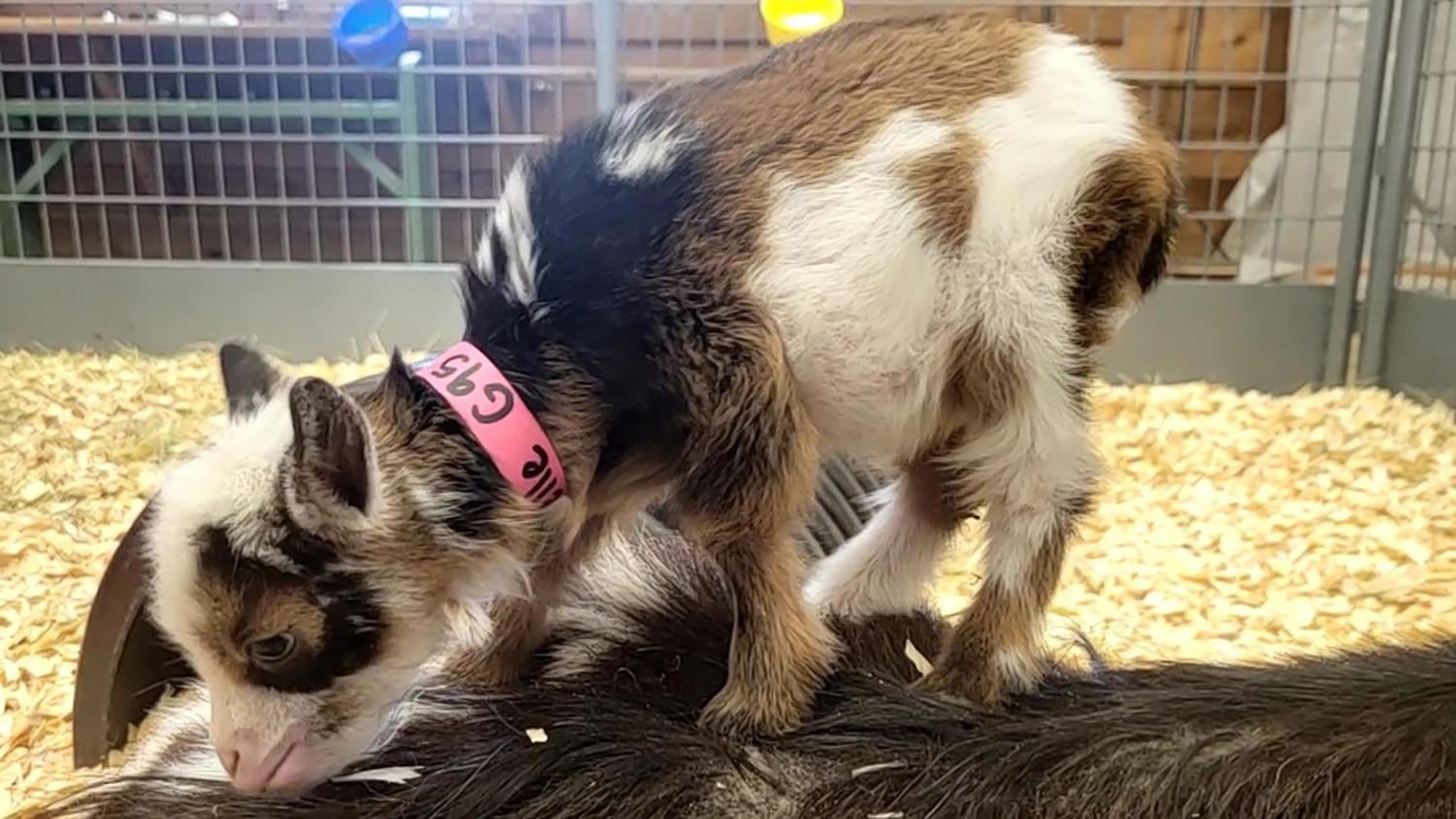 A baby goat named Pepita stands on the back of another goat.