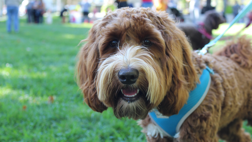 Close-up of a panting dog in a park, wearing a blue harness and leash.