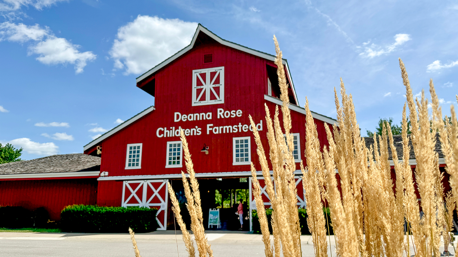 Tall grass in front of the red barn entrance to Deanna Rose Children's Farmstead.