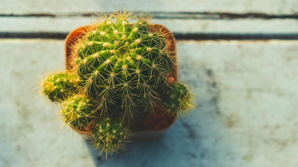 A small green cactus with yellow thorns sits in an orange pot.