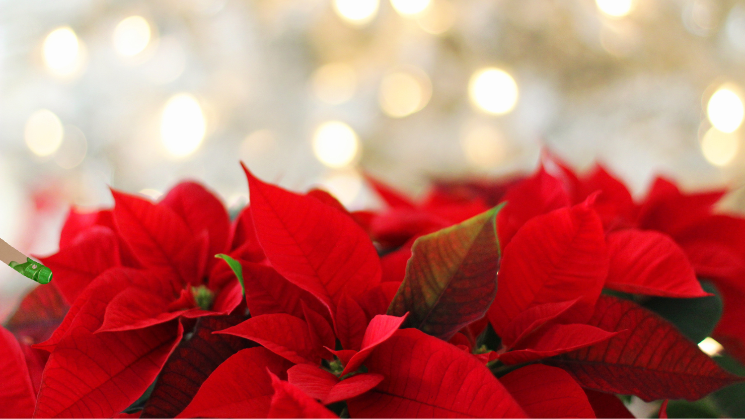 Red poinsettias sit in front of bright white and gold holiday lights.