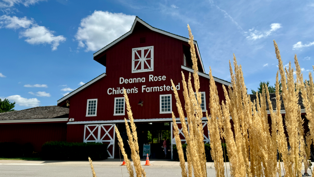 Yellow fountain grasses planted outside the Deanna Rose Children's Farmstead entrance.