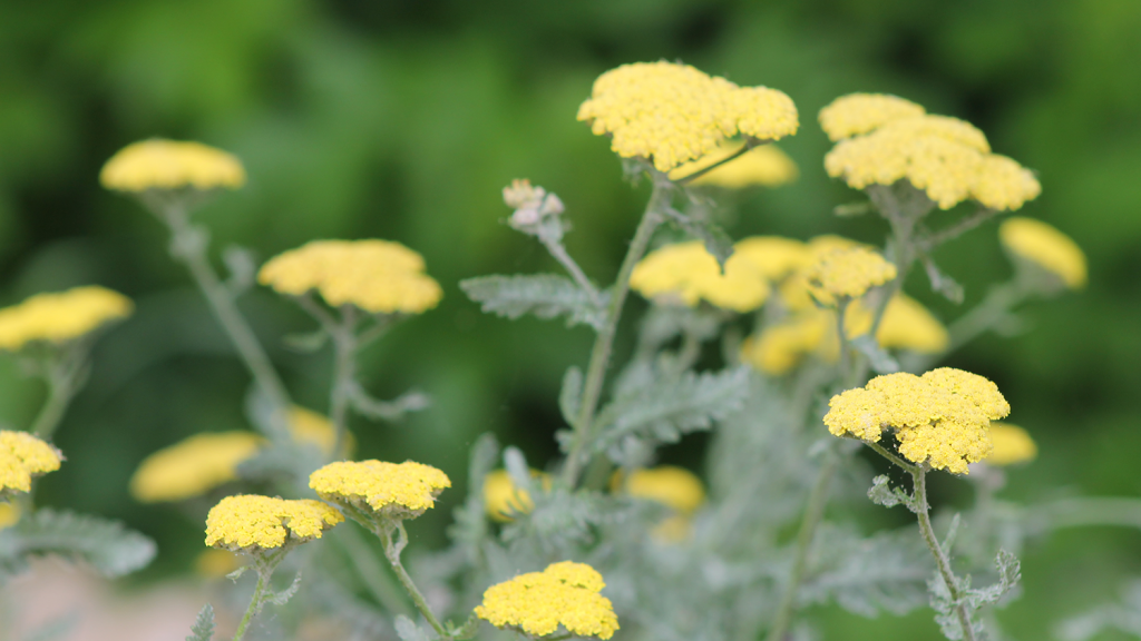Clusters of small, yellow herbs in a green garden.