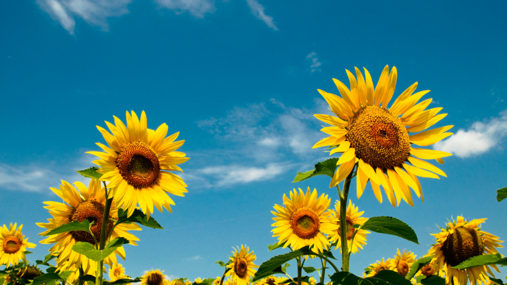 Bright yellow sunflowers in full bloom against a blue sky.