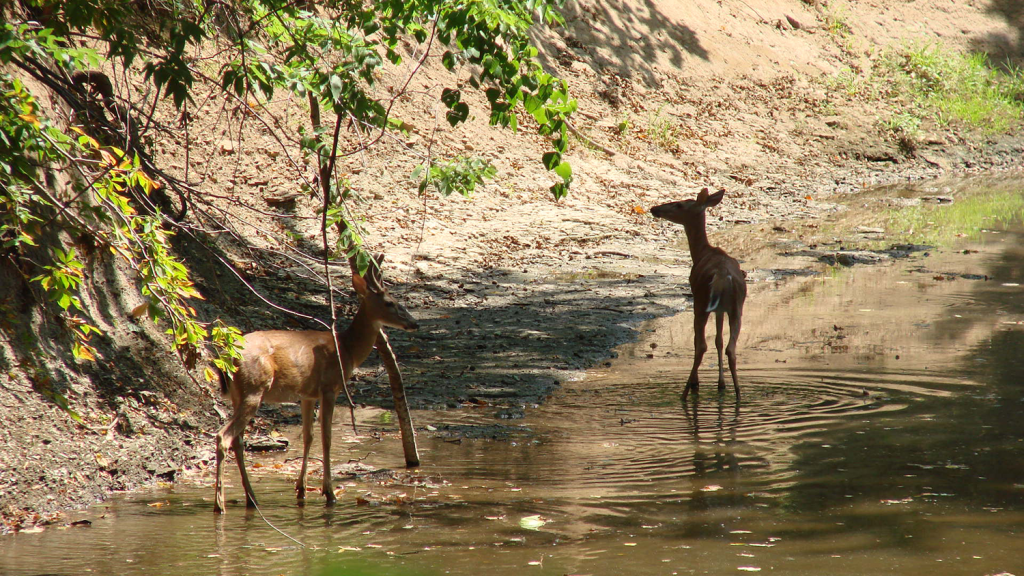 Two small dear stand in shallow creek water.