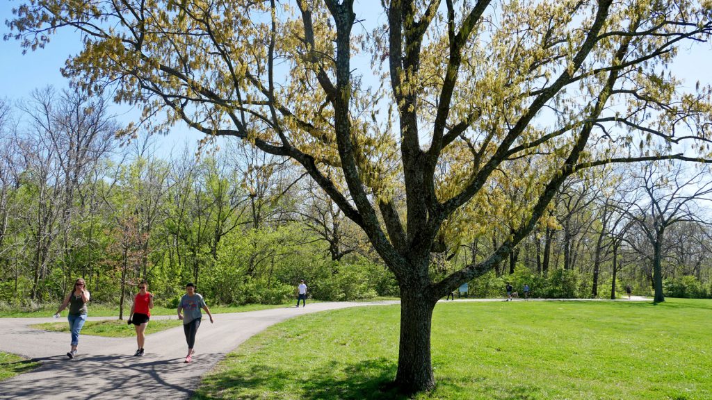 Three women walk on a bike/hike trail, with a tree next to the trail. In the background, many other people are walking or running on the trail and the trees in the woods are starting to leaf out.